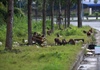 Khuyến cáo du khách không nên cho khỉ ăn trên bán đảo Sơn Trà
