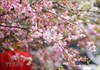 Hà Nội trồng thêm nhiều cây hoa anh đào tại Công viên Hòa Bình