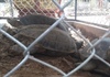 Quảng Nam: Tạm giữ 7 cá thể rùa nghi quý hiếm bị nuôi nhốt tại một quán cà phê