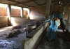 Đắk Lắk: Xuất hiện dịch tả lợn châu Phi