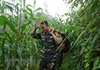 Bộ đội biên phòng Lào Cai tìm thấy thi thể cụ bà bị lạc trong rừng