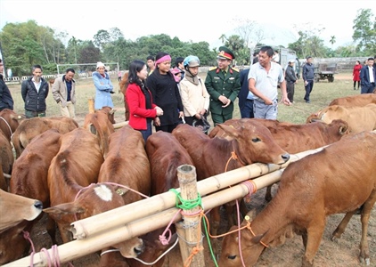 Trao tặng bò giống cho các hộ nghèo của Thanh Hóa
