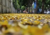 Hà Nội: Mùa lá rụng nhuộm vàng nhiều tuyến phố