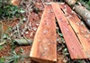 Phát hiện vụ phá rừng lim ở Trường Sơn