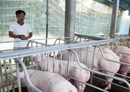 Quảng Trị nỗ lực ngăn chặn dịch tả lợn châu Phi tái bùng phát