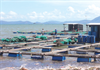Khánh Hòa: Chủ trương làm lồng bè nuôi hải sản chống bão