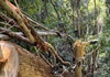 Kon Tum: Phát hiện vụ phá rừng lớn gần 150 m3 gỗ ở xã biên giới Mô Rai