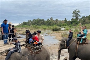 Đắk Lắk vẫn còn tình trạng du lịch “cưỡi voi” dịp Tết