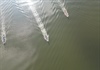 Hấp dẫn giải đua thuyền truyền thống Bình Ðịnh tại hồ sinh thái